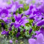 Zvonček (Campanula cochleariifolia) ´JINGLE BLUE´ - kont. C1L